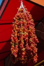 Bundles of chili peppers dry in the sun Royalty Free Stock Photo