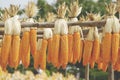 Bundles of Corn Cobs Hanging on Wooden Rails Royalty Free Stock Photo