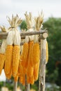 Bundles of Corn Cobs Hanging on Wooden Rails Royalty Free Stock Photo