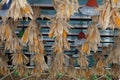 Bundles of corn is hanged under the roof of house