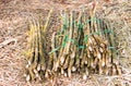 Bundles of cut bamboo