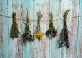 Bundles of dried herbs and aromatic herbs. Tansy, thyme, sage, clover and oregano hang on a light blue wooden background.