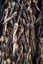 Bundles of dried salted goby or bullhead fish