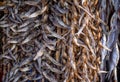 Bundles of dried salted goby or bullhead fish