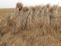 Bundles of dry rice plants after the harvest in the field.