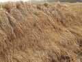 Bundles of dry rice plants after the harvest in the field.