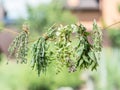 Bundles of flavoured herbs drying on the open air. Nature background