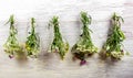 Bundles of flavoured herbs drying on the open air. Nature background