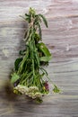 Bundles of flavoured herbs drying on the open air. Nature background