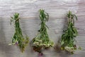 Bundles of flavoured herbs drying on the open air. Nature background