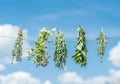 Bundles of flavoured herbs drying on the open air. Sky background.