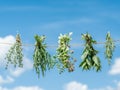 Bundles of flavoured herbs drying on the open air. Sky background. Royalty Free Stock Photo