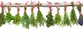 Herb bundles on limb Royalty Free Stock Photo