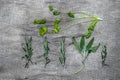 Bundles of fresh herbs spices, on gray linen background