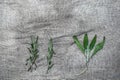 Bundles of fresh herbs spices, on gray linen background