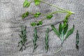 Bundles of fresh herbs spices, on gray linen background