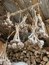 Bundles of garlic hang beautifully on ropes in the barn against the background of firewood