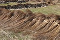 Bundles harvested reed are drying