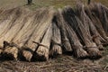 Bundles harvested reed are drying