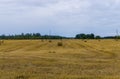 Bundles of hay rolls on the farmland, twisted hay in the field Royalty Free Stock Photo