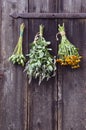 Bundles of medical herbs hanged on antique ranch door Royalty Free Stock Photo