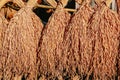 Bundles of newly harvested rice drying in the sun Royalty Free Stock Photo