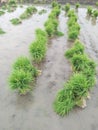 Bundles of paddy rice