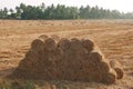 Bundles of paddy rice straw after harvested field