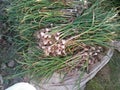 Bundles of ready onions in Punjab Pakistan