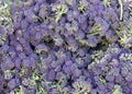 close up on small flourets of broccoli on display at farmers market