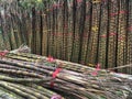 Bundles of sugar cane stalks Royalty Free Stock Photo