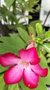 Bunga Adenium obesum / Kamboja jepang Royalty Free Stock Photo
