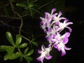 Bunga Anggrek Ungu - Orchid flower