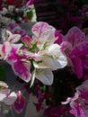 bougainvillea flower type of ice cream in the village of Koto Lebuh Tinggi Indonesia