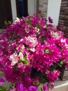 one pot of bougainvillea flowers of the type of ice cream in the village of Koto Lebuh Tinggi Indonesia