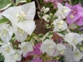 bunga bugenvil ungu dan putih, latar belakang yang indah