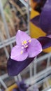 Bunga hati ungu (tradescantia pallida)