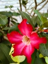 Bunga kamboja or adenium plant, has magenta color dominantly with a little spread of pink and yellow color on the middle part