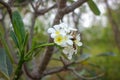 White frangipani flowers grow in the courtyard of the Larantuka prayer garden