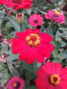 Red Zinnia Flowers Garden / Bunga Zinnia Merah