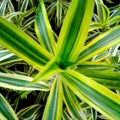 Bunga lili paris or spider plant, has green leaf with yellow stripes in the edge