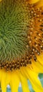 Large sun flower Royalty Free Stock Photo