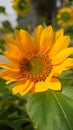 Bunga matahari or sun flower Royalty Free Stock Photo