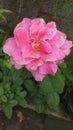 Bunga mawar / pink rose Royalty Free Stock Photo