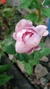 bunga mawar pink rose flower Royalty Free Stock Photo