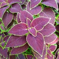 Bunga miana, or coleus flower is a plant which has colorful leaf, consist of green and purple