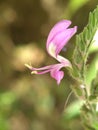 Bunga pink kecil unik dengan background bokeh untuk desain dan wallpaper Royalty Free Stock Photo