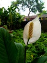 Bunga sepatu filum or peace lily plant, with white petal