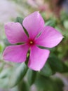 Pink catharanthus roseus flower