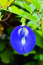 Bunga Telang or Clitoria ternatea, commonly known as Asian pigeonwings